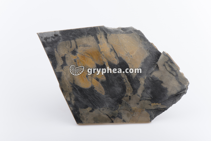 Schiste - gryphea.com